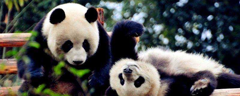 大熊貓的壽命有多長