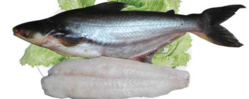 超市冷凍鱈魚不能吃嗎