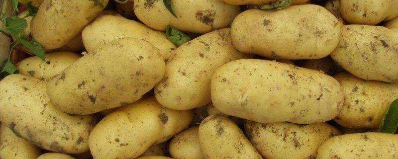 土豆是酸性還是鹼性