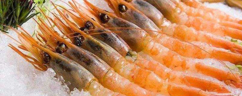 沼蝦和明蝦哪個營養好