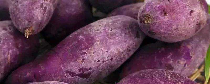 紫薯爛了切掉還能吃嗎