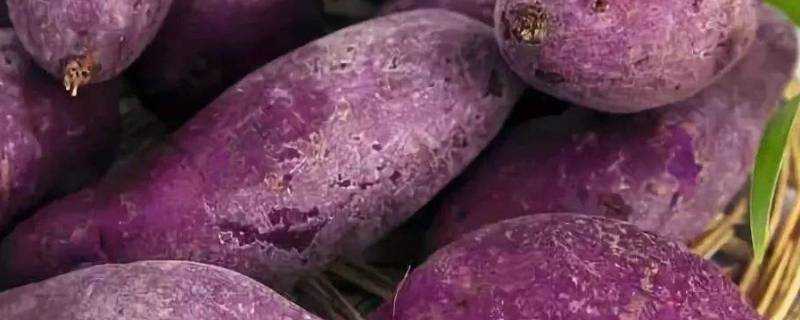 紫薯沒有煮軟可以吃嗎