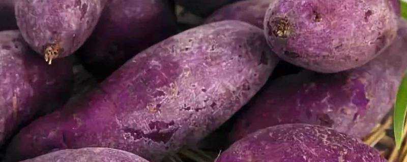 紫薯屬於轉基因食品嗎