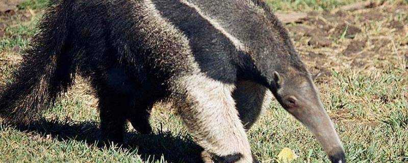 anteater是什麼動物