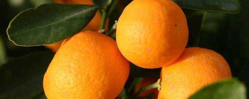 吃完橘子可以吃蝦嗎