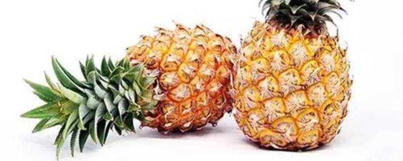 菠蘿可以在糖水裡泡多久