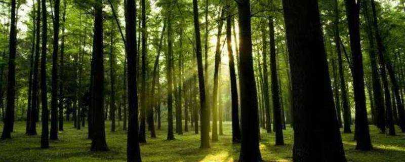 保護森林的措施有哪些