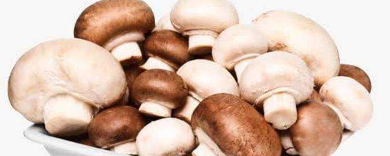 白色的香菇是什麼菇