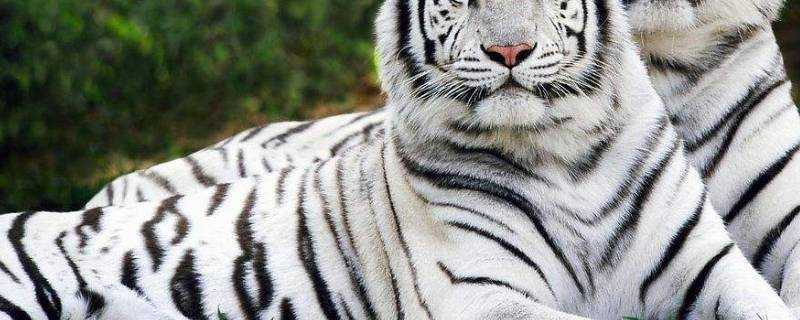 白色的老虎是什麼品種