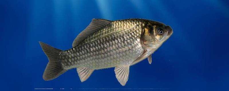 tilapia是什麼魚