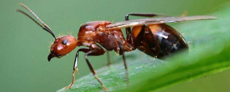 帶翅膀的螞蟻是什麼螞蟻