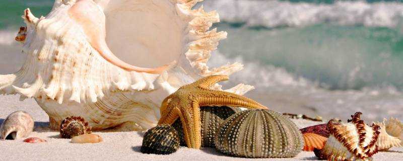 海螺有幾種