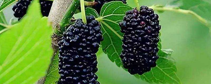 黑色水果有哪些品種