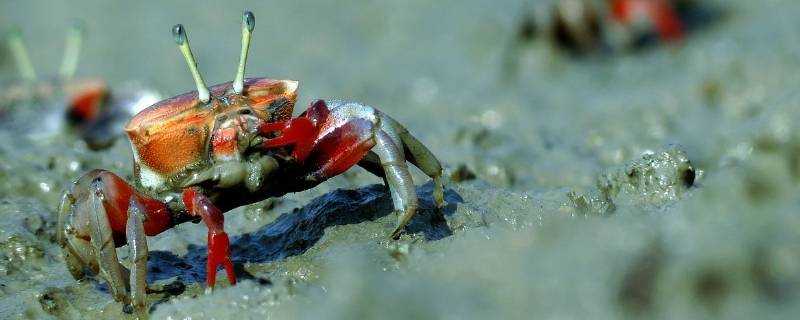 海邊的小螃蟹怎麼養