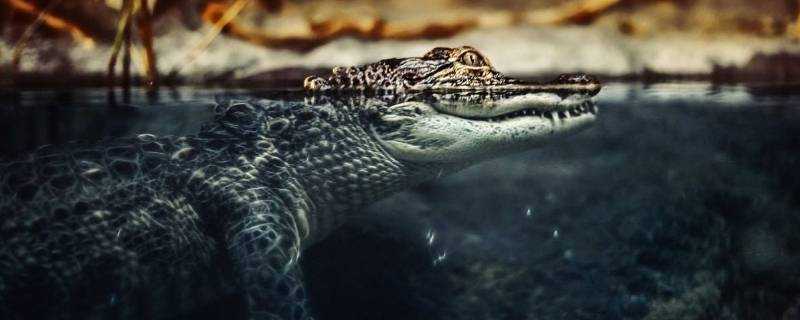 鱷魚是國家幾級保護動物