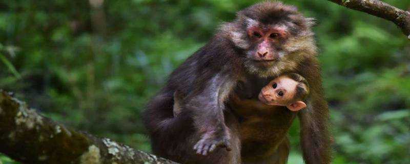 峨眉山的猴子是什麼品種