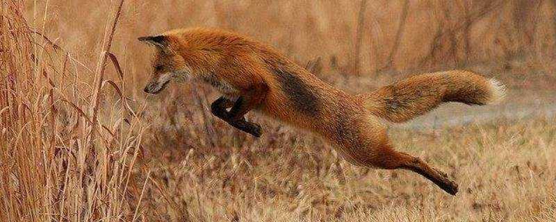 狐狸屬於什麼科動物