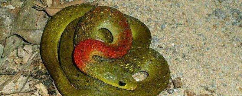 紅頸蛇是毒蛇嗎