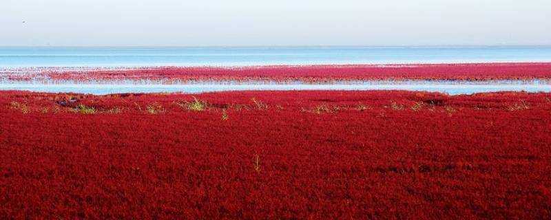 紅海灘為什麼是紅色的
