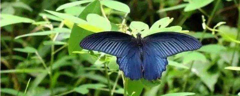 蝴蝶是節肢動物嗎