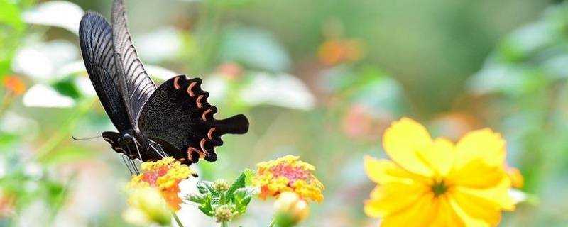 蝴蝶對大自然的作用