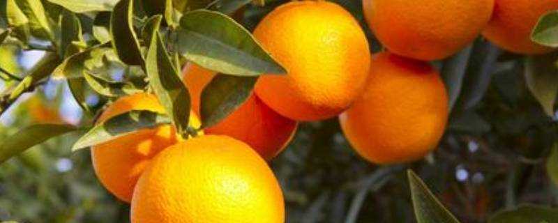 橘子桔子是一樣的嗎