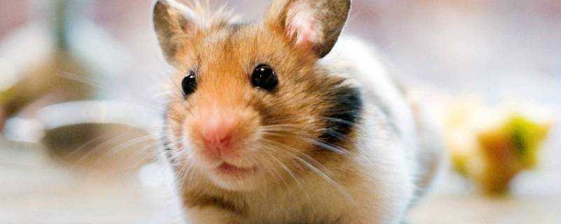 老鼠怕花露水氣味嗎