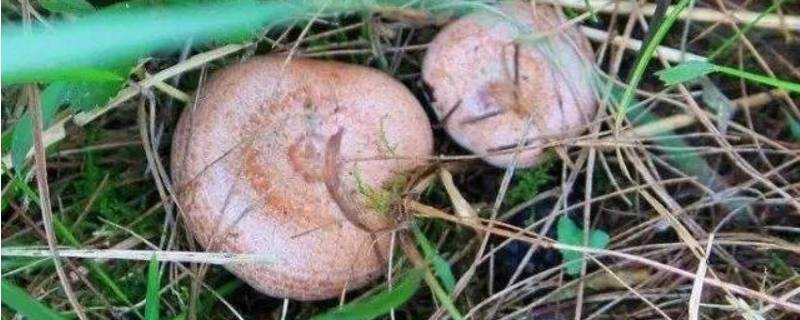 毛草菇生長在什麼地方
