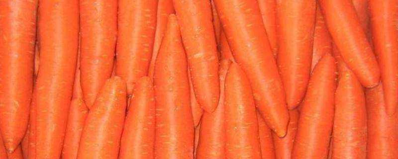 胡蘿蔔是蔬菜還是水果