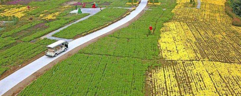 愛菊絲路菊花展在什麼地方