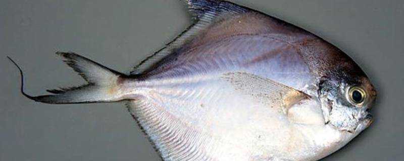 白鯧魚跟銀鯧魚有什麼區別