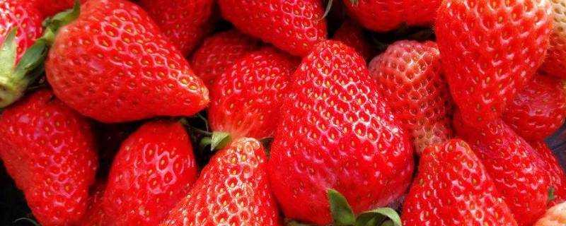 草莓的形狀和特徵怎麼描述