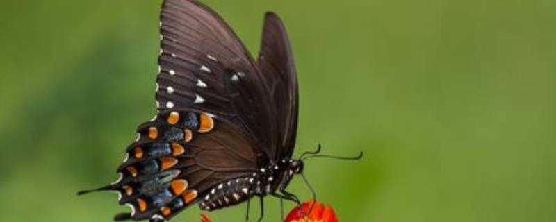 蝴蝶辨別食物味道用身體哪個部位