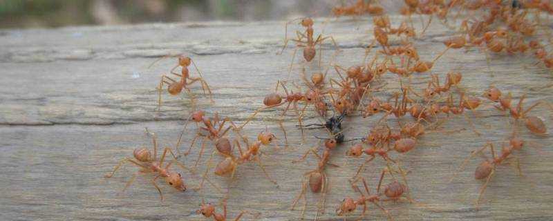 家裡有小黃螞蟻怎麼辦能除根