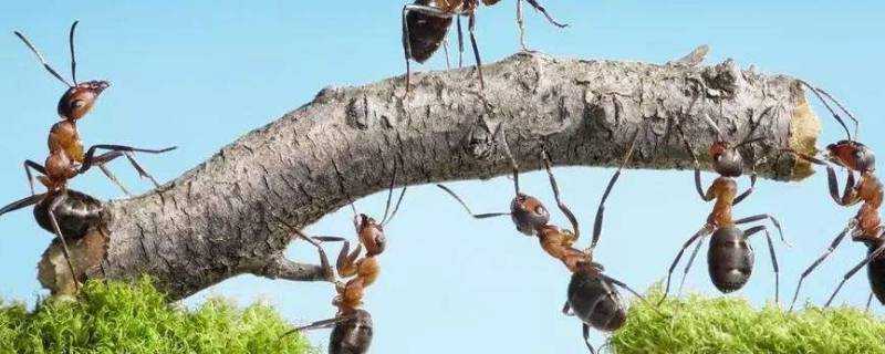 家裡有螞蟻怎麼辦能除根嗎