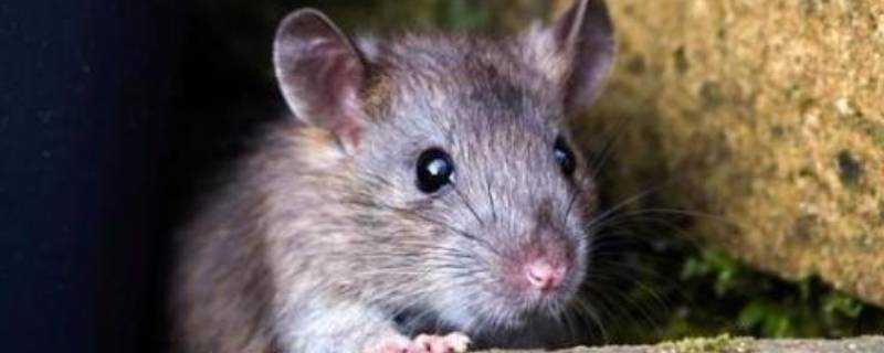 老鼠繁殖需要公老鼠嗎