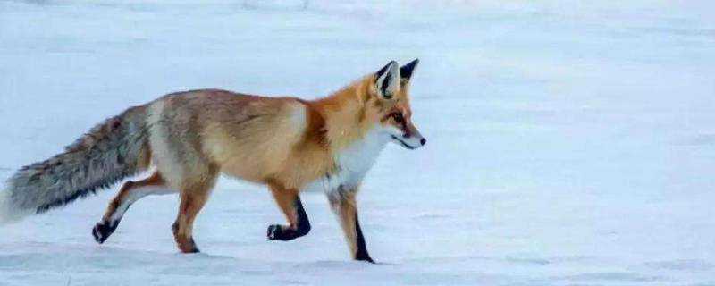 狐狸怕什麼動物