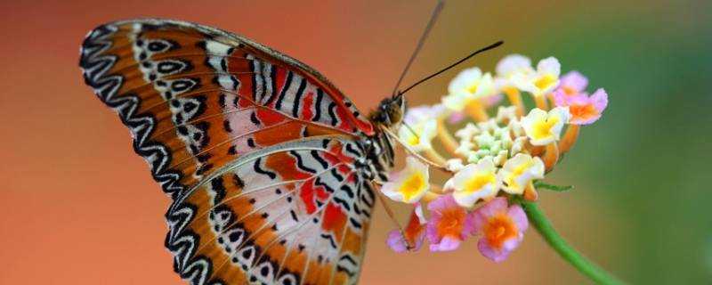 蝴蝶壽命最多有多長時間