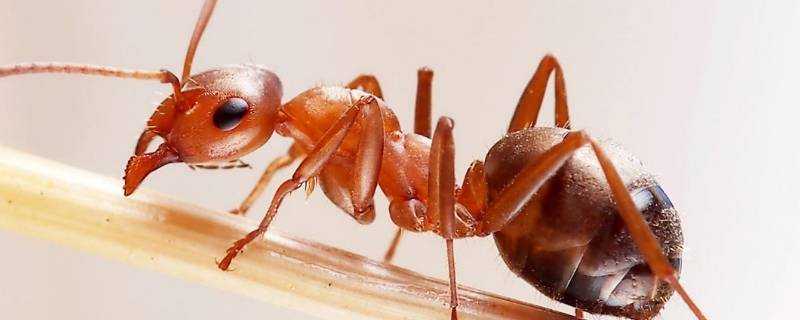 紅螞蟻靠什麼辨別回家的方向