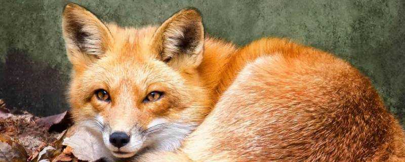 狐狸是哺乳動物嗎