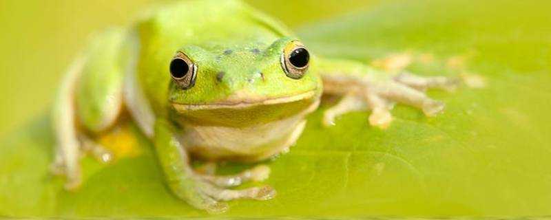 青蛙是冷血動物嗎