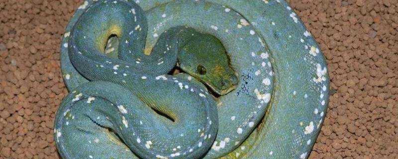 青色的蛇是什麼蛇?