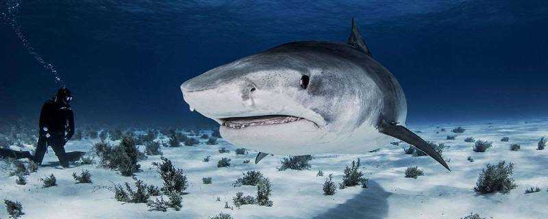 鯊魚的生殖方式有哪些