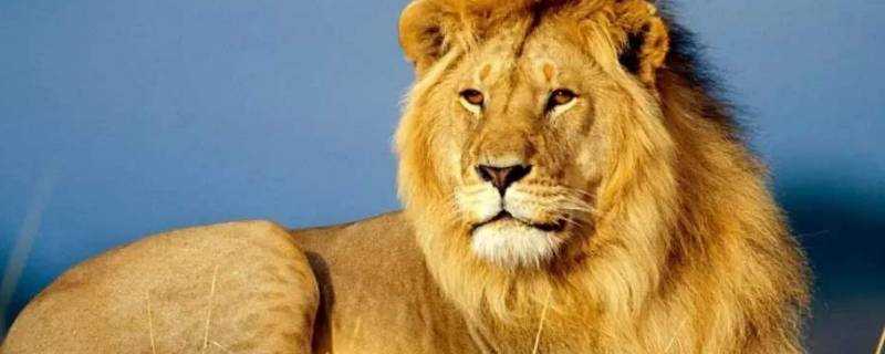 獅子壽命最長是多少年