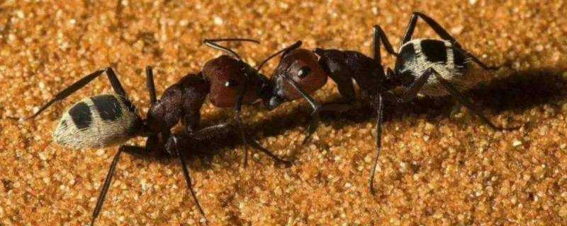 螞蟻有幾隻腳