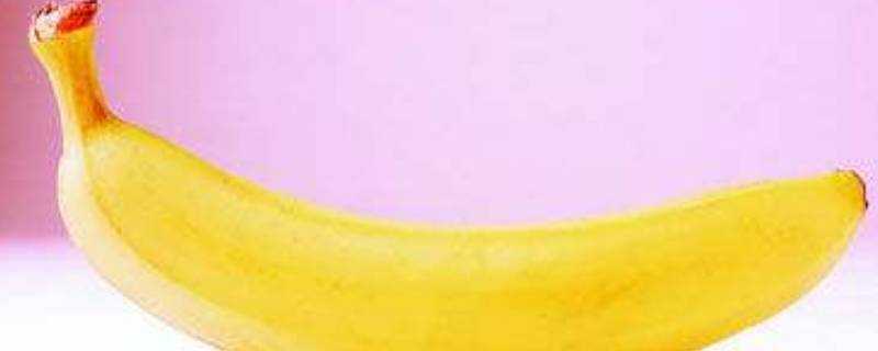 香蕉是植物的果實嗎