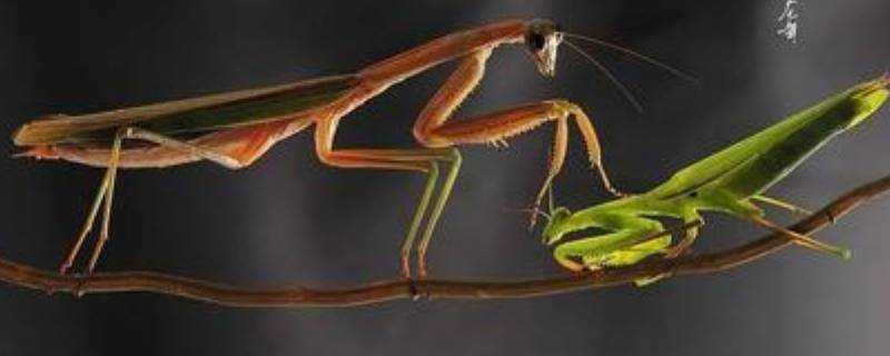 螳螂體內為什麼會有鐵線蟲