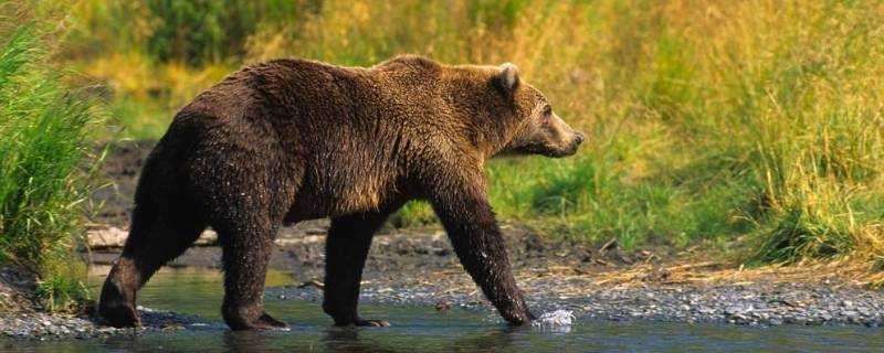 世界上體型最大的熊是什麼熊