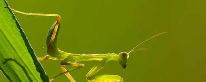 螳螂產卵後還能活多久