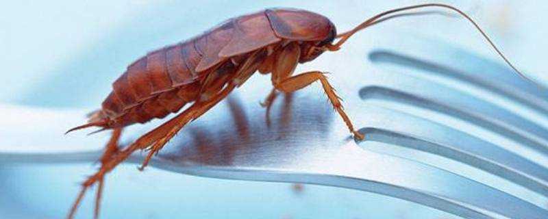 蟑螂吃什麼生存